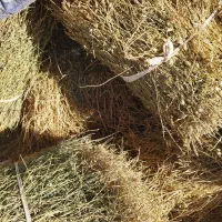 یونجه و علف مخلوط چین بهار|لوازم جانبی حیوانات|زنجان, |دیوار