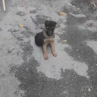 سگ ژرمن شپرد اصیل وارداتی|سگ|تبریز, |دیوار