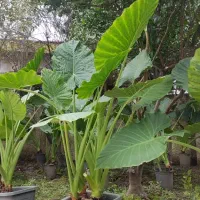 فروش عمده گل بابا آدم نژاد حاره ای جاینت در نوشهر