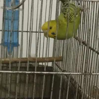 مرغ عشق نر خوش رنگ سالم و شاداب