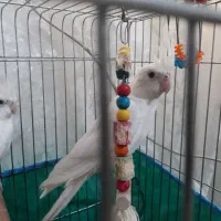 طوطی عروس سفید البینو