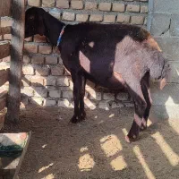 گوسفند بره دار و یدونه ابست کردستانی|حیوانات مزرعه|سیمین شهر, |دیوار
