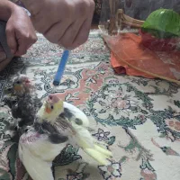 جوجه عروس هلندی|پرنده|تهران, یافت‌آباد|دیوار