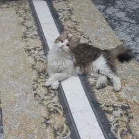 نبات گربه نابینا
