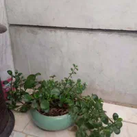 گل های زیبا|گل و گیاه طبیعی|فردیس, خیام شرقی|دیوار