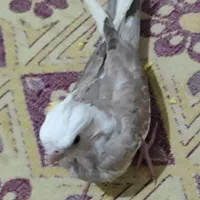 عروس هلندی سرلاکی|پرنده|سیرجان, |دیوار