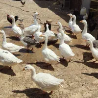 غاز و قوغاز|حیوانات مزرعه|تهران, ایران|دیوار