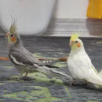 عروس هلندی جوجه خاکستری لوتینو لپ گلی چشم شرابی