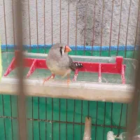 یک عددفنج ماده