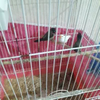 همستر خرگوش لپ فنچ|موش و خرگوش|شاهرود, |دیوار