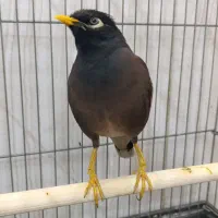مرغ مینا نر سخنگو