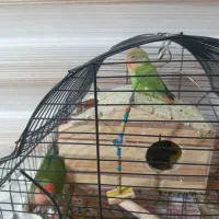 یک جفت طوطی برزیلی مولد  با ۵تا جوجه|پرنده|پاکدشت, پاکدشت (مامازند)|دیوار