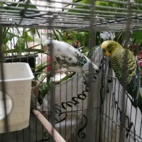 چهار مرغ عشق دررنگهای مختلف