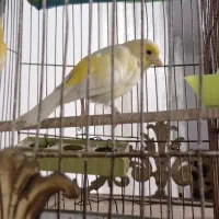 قناری ماده آماده و نر کوتاه بلند خون