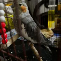 جفت عروس هلندی|پرنده|دوگنبدان, |دیوار