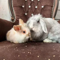 تعدادی خرگوش لوپ اصیل|موش و خرگوش|خمینی‌شهر, |دیوار