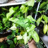 تخفیفات گل و گیاه مهران شروع شد|گل و گیاه طبیعی|بیرجند, |دیوار