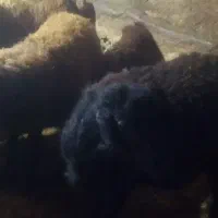 گوچ قره قزل|حیوانات مزرعه|ایجرود, |دیوار