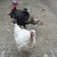 بوقلمون