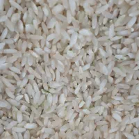 برنج چمپا|عمده‌فروشی|فلارد, |دیوار