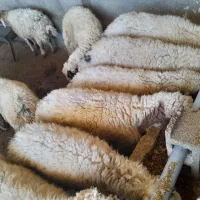 فروش گوسفند و بره کشتاری