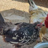 مرغ خروس گلین یکساله|حیوانات مزرعه|تهران, افسریه جنوبی|دیوار