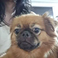 سگ peek-a-poem  8 ماهه