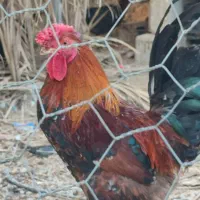 خروس|حیوانات مزرعه|وحدتیه, |دیوار