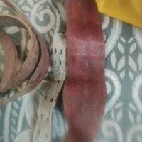 کمربند هیکلی (علم کشی)