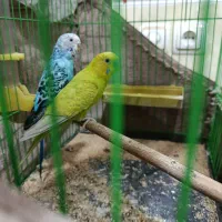 یک جفت مرغ عشق بالغ