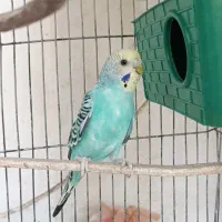 عشق|پرنده|فردیس, فرامرزیه|دیوار