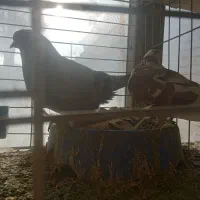 دمگیروتهرونی|پرنده|اصفهان, ارغوانیه|دیوار