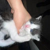 واگذاری ۲ بچه گربه + مادرشون