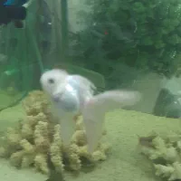 ماهی آکواریوم گلدفیش کوی آنجل گرید a