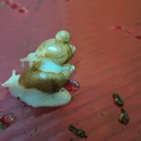 حلزون آلوبینو|خزنده|نجفآباد, طالقانی|دیوار