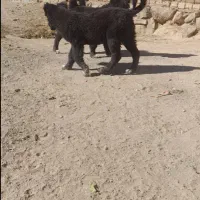 توله لاس قدرحونی|سگ|داران, |دیوار