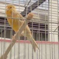 دو عدد قناری سالم و جوان