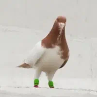 چپ خال زرد