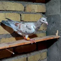 خطی نر|پرنده|قزوین, |دیوار