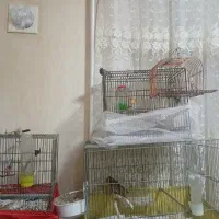 قناری|پرنده|تفرش, |دیوار