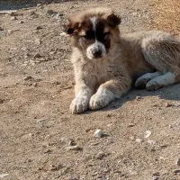 توله افغان خراسان