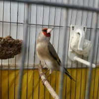 3تاسقایاسهره خوشکل مست|پرنده|کرمان, |دیوار