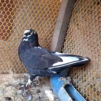 کبوتر گمشده