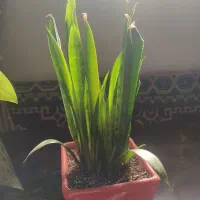 پتوس و انواع گیاهان اپارتمانی|گل و گیاه طبیعی|بندر ماهشهر, |دیوار