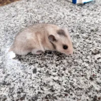 همستردستی|موش و خرگوش|چناران, |دیوار