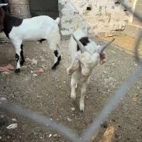 بز ، پازن|حیوانات مزرعه|بندر کنگان, |دیوار