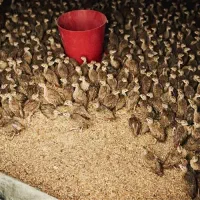 بلدرچین کوهی 10 روزه