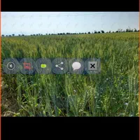 اجاره ۸ هکتار زمین کشاورزی با آب چاه فول|اجارهٔ دفتر صنعتی، کشاورزی، تجاری|برازجان, |دیوار