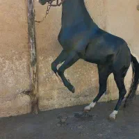 اسب مشکی نریون عرب خالص ایرانی|اسب و تجهیزات اسب‌سواری|هشتگرد, فشند|دیوار