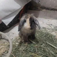 خرگوش